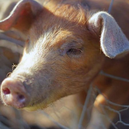 Ashton Keynes The Byre North End Farm B&B 외부 사진