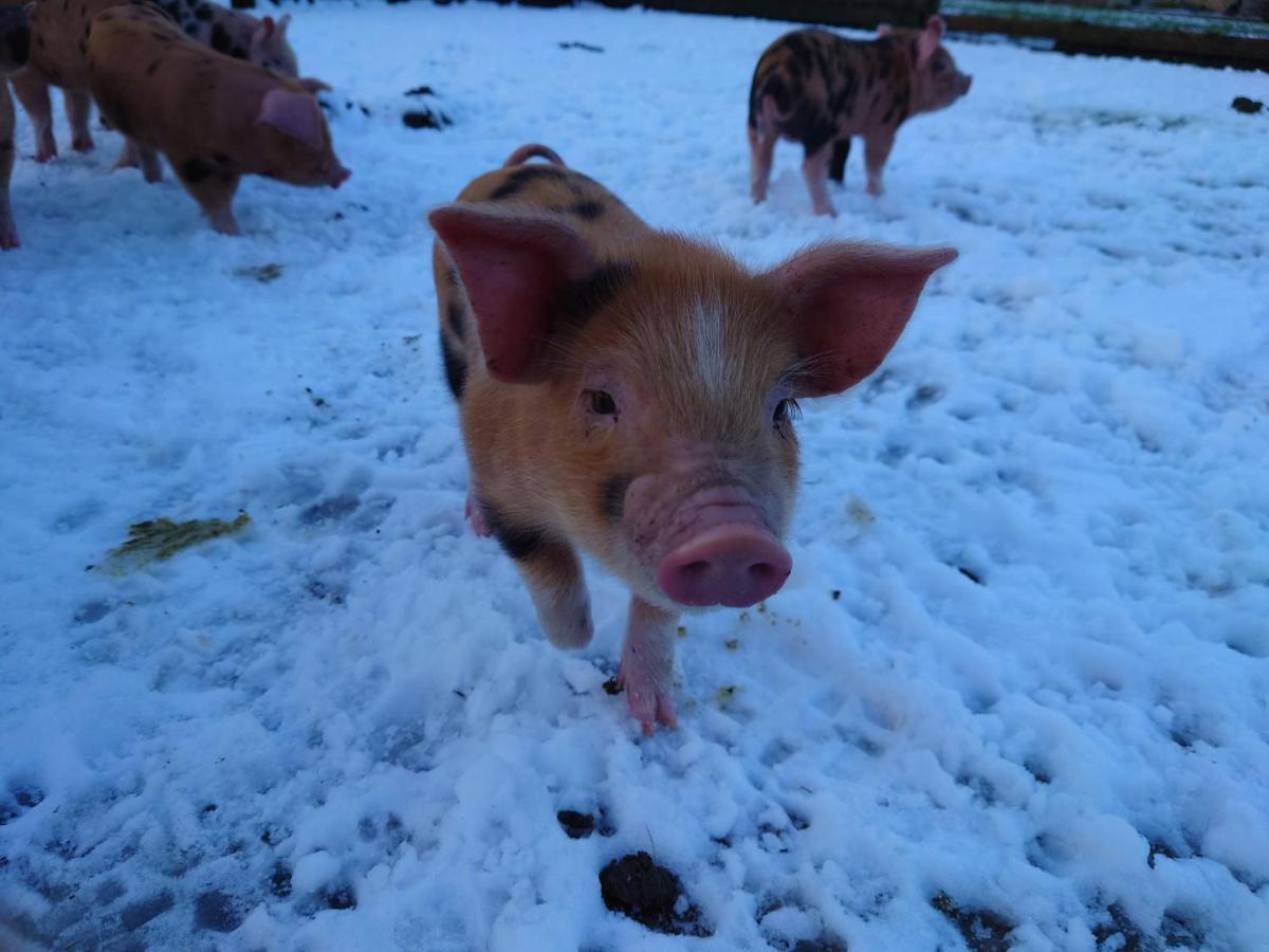 Ashton Keynes The Byre North End Farm B&B 외부 사진