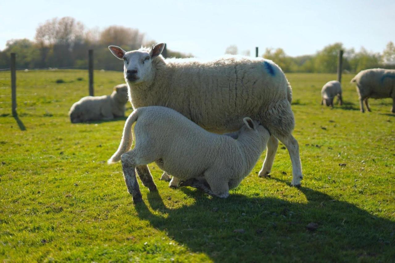Ashton Keynes The Byre North End Farm B&B 외부 사진