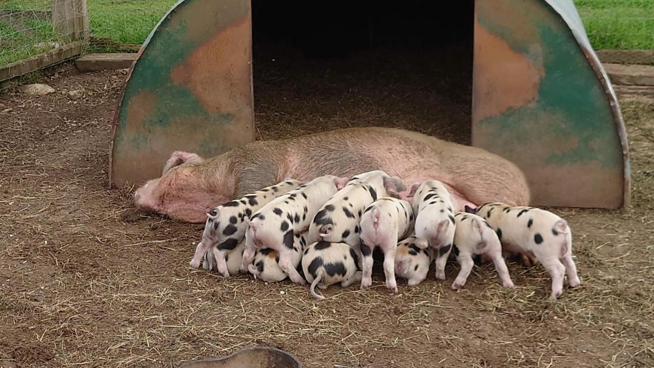 Ashton Keynes The Byre North End Farm B&B 외부 사진