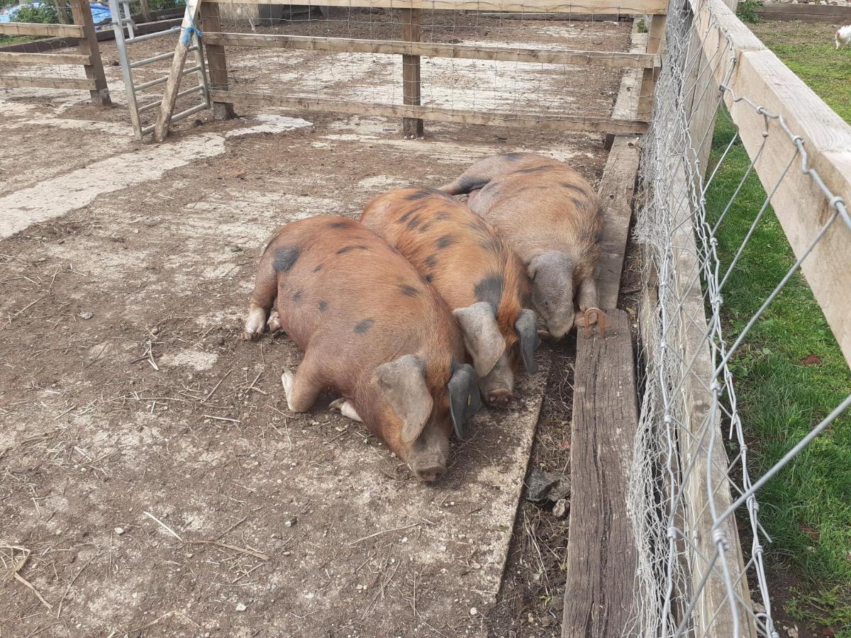Ashton Keynes The Byre North End Farm B&B 외부 사진